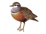 Illustration of Dotterel (Charadrius morinellus) (#3724)