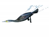 Illustration of Double-crested Cormorant (Phalacrocorax auritus) (#3786)