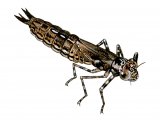 Illustration of Dragonfly Nymph (common hawker)  Aeshna juncea (#1300)