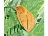 Illustration of Drinker Moth (Euthrix potatoria) (#2502)