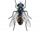 Illustration of Drone Fly (Eristalis tenex) (#3324)