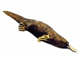 Illustration of Duck-Billed Platypus (Ornithorhynchus anatinus) (#1694)