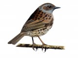 Illustration of Dunock (Prunella modularis) (#1196)
