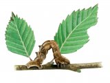 Illustration of Early Thorn Caterpillar (Selenia dentaria) (#2518)