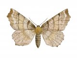 Illustration of Early Thorn (Selenia dentaria) (#3414)
