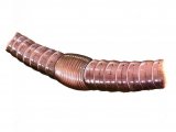 Illustration of Earthworm section (Lumbricus terrestris) (#0735)