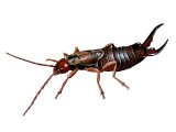 Illustration of Earwig (male) Forticula auricularia (#1463)