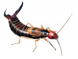 Illustration of Earwig (male) Forticula auricularia (#2554)