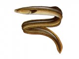 Illustration of Eel (common) Anguilla anguilla (#0139)