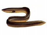 Illustration of Eel (common) Anguilla anguilla (#0135)