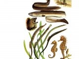 Illustration of Eels, Pipefish & Seahorses complete spread (#0660)