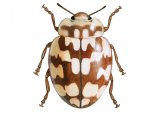 Illustration of Eighteen-spot Ladybird (Myrrha 18-guttata) (#0493)