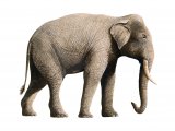 Illustration of Elephant (Asian) Elephas maximus (#4196)