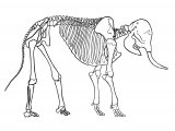 Illustration of Elephant Skeleton (Asian) Elephas maximus (#1887)