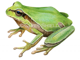 Illustration of European Eastern Tree Frog (Hyla arborea) (#4719)
