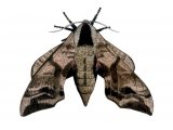 Illustration of Eyed Hawkmoth (Smerinthus ocellata) (#1322)