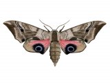 Illustration of Eyed Hawkmoth (Smerinthus ocellata) (#2297)