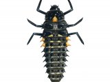 Illustration of Eyed Ladybird Larvae (Anatis ocellata) (#1794)