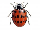 Illustration of Eyed Ladybird (without rings) Anatis ocellata (#0496)