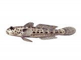 Illustration of Bucchichi's Goby (Gobius bucchichii) (#3051)