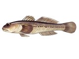 Illustration of Giant Goby (Gobius cobitis) (#3052)