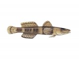 Illustration of Banded Goby (Gobius Chromogobius quadrivittatus) (#3055)
