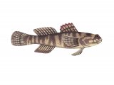 Illustration of Zebra Goby (Zebrus zebrus) (#3057)