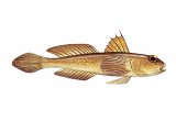 Illustration of Frie's Goby (Lesuerigobius friesi) (#3058)