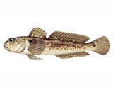Illustration of Grass Goby (Zosterisessor ophiocephalus) (#3059)