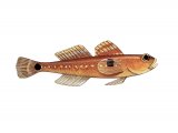 Illustration of Two-spotted Goby (Gobiusculus flavesens) (#3060)