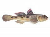 Illustration of Painted goby (Pomatoschistus pictus) (#3066)