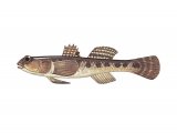 Illustration of Common goby (Pomatoschistus microps) (#3067)