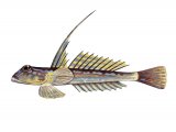 Illustration of Dragonet male (Callionymus lyra) (#3074)
