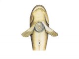 Illustration of Montagu's Sea Snail (Liparis monagui) (#3085)