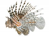 Illustration of Lionfish (Pterois volitans) (#3232)