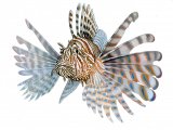 Lionfish (Pterois miles) (#3879)