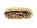 Illustration of Lesser Weever Fish (Echiichthys vipera).jpg (#3077)