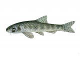 Illustration of Gudgeon (Gobio gobio) (#3234)
