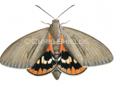 Illustration of Fan Palm Moth�(Paysandisia archon) (#4665)