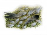 Illustration of Feathers (bird of prey feeding signs) (#4148)