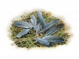 Illustration of Feathers (mammal feeding signs) (#4147)