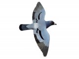 Illustration of Rock Dove (Columba livia) (#1197)