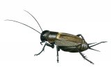 Illustration of Field Cricket (Gryllus campestris) (#1841)