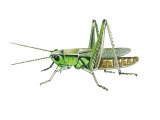 Illustration of Field Grasshopper (Chorthippus brunneus) (#2581)