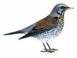 Illustration of Fieldfare (Turdus pilaris) (#1198)