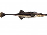 Illustration of Fifteen-spine Stickleback (Spinachia spinachia) (#1050)