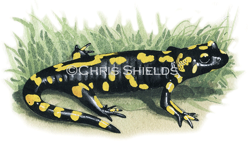 Illustration of Fire Salamander (Salamandra salamandra) (#0699)