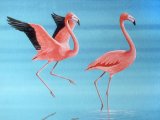 Illustration of Flamingo (American) Phoenicopterus ruber (#3867)