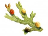 Illustration of Flat Periwinkle (Littorina obtusata) (#0771)