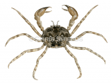 Illustration of Flattened Crab (Halicarcinus planatus) (#4670)